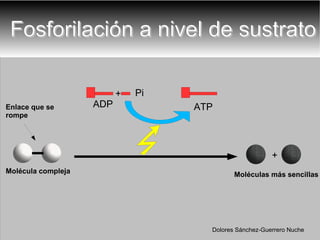 Fosforilación a nivel de sustrato Molécula compleja Dolores Sánchez-Guerrero Nuche ATP ADP Pi +  + Moléculas más sencillas Enlace que se rompe 