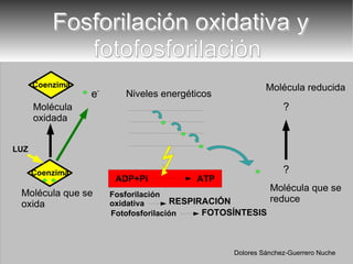   Fosforilación oxidativa y fotofosforilación e - Molécula que se  oxida Niveles energéticos Molécula que se  reduce Fosforilación oxidativa Fotofosforilación RESPIRACIÓN FOTOSÍNTESIS Molécula  oxidada LUZ Molécula reducida ? ? Coenzim a Coenzim a Dolores Sánchez-Guerrero Nuche 