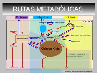 RUTAS METABÓLICAS  Ciclo de Krebs Dolores Sánchez-Guerrero Nuche 