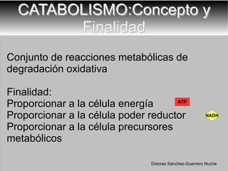 CATABOLISMO:Concepto y Finalidad Conjunto de reacciones metabólicas de degradación oxidativa Finalidad: Proporcionar a la célula energía  Proporcionar a la célula poder reductor Proporcionar a la célula precursores metabólicos ATP NADH Dolores Sánchez-Guerrero Nuche 