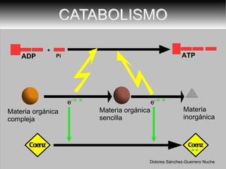 CATABOLISMO Materia orgánica compleja Materia orgánica sencilla Materia  inorgánica ATP + Coenz Coenz Dolores Sánchez-Guerrero Nuche e - ADP Pi 