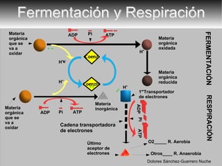 ATP Fermentación y Respiración Materia orgánica que se va a oxidar H + e - ATP FERMENTACIÓN RESPIRACIÓN Materia orgánica reducida Materia orgánica oxidada Materia inorgánica Materia orgánica que se va a  oxidar H + H + H + O2_____ R. Aerobia Otros____ R. Anaerobia Pi Coenz CoenzH Dolores Sánchez-Guerrero Nuche ADP 1 er Transportador de electrones ADP Pi Pi Cadena transportadora de electrones Último aceptor de electrones ADP   ATP 