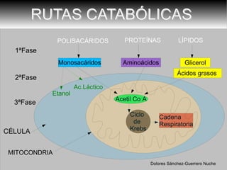 POLISACÁRIDOS PROTEÍNAS LÍPIDOS 1ªFase 2ªFase 3ªFase CÉLULA Etanol Ac.Láctico RUTAS CATABÓLICAS  MITOCONDRIA Dolores Sánchez-Guerrero Nuche 