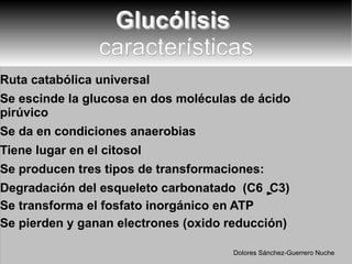 Glucólisis  características Ruta catabólica universal Se escinde la glucosa en dos moléculas de ácido pirúvico Se da en condiciones anaerobias Tiene lugar en el citosol Se producen tres tipos de transformaciones: Degradación del esqueleto carbonatado  (C6  C3) Se transforma el fosfato inorgánico en ATP Se pierden y ganan electrones (oxido reducción) Dolores Sánchez-Guerrero Nuche 