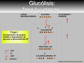 GLUCOSA FRUCTOSA-1 , 6P 2 GLICERALDEHIDO- 3P OTROS MONOSACÁRIDOS GLUCOGÉNO Y ALMIDÓN Fase I  Incorporación de grupos  fosfato y degradación de  glucosa a gliceraldehido-3P GLUCOSA - 6P ATP ADP Pi Carbono Glucólisis: fase I y etapas  Dolores Sánchez-Guerrero Nuche 