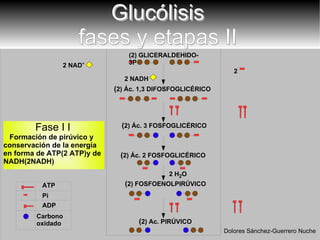 Fase I I   Formación de pirúvico y conservación de la energía en forma de ATP(2 ATP)y de NADH(2NADH) Carbono oxidado Glucólisis fases y etapas II ( 2) Ác. 3 FOSFOGLICÉRICO ( 2) Ác. 1,3 DIFOSFOGLICÉRICO ( 2) Ác. 2 FOSFOGLICÉRICO ( 2) FOSFOENOLPIRÚVICO ( 2) Ac. PIRÚVICO 2 H 2 O ATP ADP Pi Dolores Sánchez-Guerrero Nuche (2) GLICERALDEHIDO- 3P 2 NAD + 2 2 NAD H  