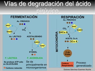 Vías de degradación del ácido pirúvico FERMENTACIÓN RESPIRACIÓN Ac. PIRÚVICO Ac. PIRÚVICO Ac. LÁCTICO ACETALDEHIDO CO 2 ETANOL F. LÁCTICA F. ACOHOLICA Se produce ATP sólo en GLUCÓLISIS CO 2 ACETIL Co A Carbono reducido MITOCONDRIA Proceso generalizado Se da principalmente en microorganismos NAD + NADH NAD + NADH NAD + NADH SCo A SHCo A C.de  Krebs Dolores Sánchez-Guerrero Nuche 