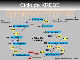 Ciclo de KREBS (2C) (6C) (6C) (5C) (4C) Membrana externa Membrana interna Matriz Mitocondrial (4C) (4C) (4C) H2O CICLO DE KREBS Co A NAD + NADH NAD + NADH NAD + NADH Co A FADH2 FAD CO 2 CO 2 Co A GDP GTP Pi Dolores Sánchez-Guerrero Nuche H2O Ac. Oxalacético  (4C) 