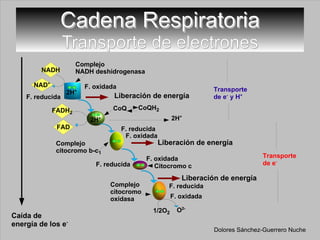 Cadena Respiratoria Transporte de electrones CoQ 1/2O 2 O 2- F. reducida F. oxidada F. oxidada F. reducida F. reducida F. reducida F. oxidada F. oxidada CoQH 2 NAD + NADH FAD FADH 2 Dolores Sánchez-Guerrero Nuche 2H + Caída de energía de los e - Liberación de energía Liberación de energía Liberación de energía Transporte de e -  y H + Transporte de e - Complejo  NADH deshidrogenasa Complejo citocromo b-c 1   Complejo citocromo oxidasa  Citocromo c 2H + 2H + 