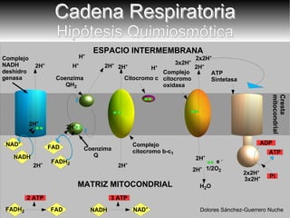 Cresta mitocondrial Complejo  NADH deshidro genasa Complejo citocromo b-c 1   Complejo citocromo oxidasa  ESPACIO INTERMEMBRANA ATP  Sintetasa Citocromo c Coenzima Q 2H + 2H + 2H + 1/2O 2 H 2 O 2H + e  - MATRIZ MITOCONDRIAL 2H + H + 2H + 2H + H + H + 3x2H + Cadena Respiratoria Hipótesis Quimiosmótica 2H + 3x2H + 2x2H + 2x2H + ATP Dolores Sánchez-Guerrero Nuche NAD + NADH FADH 2 FAD 2H + ADP Pi 2H + NAD + NADH 3 ATP FAD FADH 2 2 ATP Coenzima QH 2 