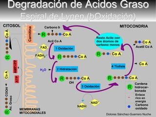 Degradación de Ácidos Graso Espiral de Lynen ( b Oxidación ) OH MITOCONDRIA CITOSOL Carbono oxidado  Enlace rico en energía Cardena hidrocar- bonada MEMBRANAS MITOCONDIALES FAD FADH 2 NAD + NADH R R ATP AMP+PP Co A Co A R Dolores Sánchez-Guerrero Nuche Co A R Acil Co A Co A R Co A R Co A R Co A Co A Acetil Co A Carbono  b H 2 O C o A R Ac. Graso COOH 