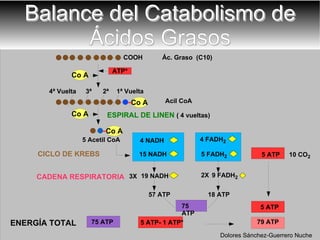 Balance del Catabolismo de Ácidos Grasos CADENA RESPIRATORIA CICLO DE KREBS 1ª   Vuelta 4ª   Vuelta 3ª   2ª   ESPIRAL DE LINEN   ( 4 vueltas) 3X 18 ATP 57 ATP ENERGÍA TOTAL 10 CO 2 2X Dolores Sánchez-Guerrero Nuche 4 NAD H 4 FAD H 2  5 ATP 5 Acetil CoA Co A 5 ATP 5 FAD H 2  ATP* Co A 15 NAD H 19 NAD H 9 FAD H 2  75 ATP 5 ATP- 1 ATP* 75 ATP 79 ATP Ác. Graso  (C10)  COOH Co A Acil CoA Co A 