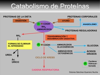Catabolismo de Proteínas PROTEINAS DE LA DIETA PROTEINAS CORPORALES PROTEINAS REGULADORAS NH 2 CICLO DE KREBS CADENA RESPIRATORIA GLUCOSA ÁCIDOS GRASOS UREA Ac. ÚRICO Cardena hidrocar- bonada R Dolores Sánchez-Guerrero Nuche R AMINOÁCIDOS COOH NH 2 R COOH AMINOÁCIDOS GLUCOGÉNICOS AMINOÁCIDOS CETOGÉNICOS 