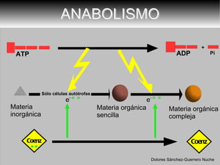 ANABOLISMO Coenz Dolores Sánchez-Guerrero Nuche Coenz Materia orgánica compleja e - Materia orgánica sencilla Materia  inorgánica e - ATP ADP Pi + Sólo células autótrofas 