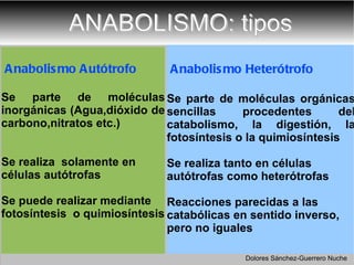 ANABOLISMO: tipos Anabolismo Autótrofo Se parte de moléculas inorgánicas (Agua,dióxido de carbono,nitratos etc.) Se realiza  solamente en células autótrofas Se puede realizar mediante fotosíntesis  o quimiosíntesis Anabolismo Heterótrofo  Se parte de moléculas orgánicas sencillas procedentes del catabolismo, la digestión, la fotosíntesis o la quimiosíntesis Se realiza tanto en células autótrofas como heterótrofas Reacciones parecidas a las catabólicas en sentido inverso, pero no iguales Dolores Sánchez-Guerrero Nuche 