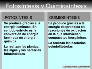 Fotosíntesis y Quimiosíntesis FOTOSÍNTESIS Se produce gracias a la energía luminosa. En sentido estricto es la conversión de energía luminosa en energía química La realizan las plantas, las algas y las bacterias fotosintéticas QUIMIOSÍNTESIS Se produce gracias a la energía desprendida en reacciones de oxidación en la que intervienen compuestos inorgánicos La realizan las bacterias quimiolitótrofas Dolores Sánchez-Guerrero Nuche 