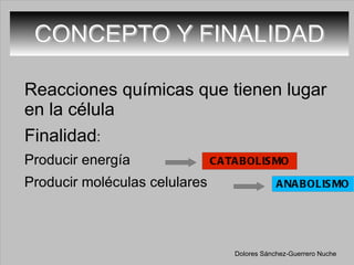 CONCEPTO Y FINALIDAD Reacciones químicas que tienen lugar en la célula Finalidad : Producir energía Producir moléculas celulares Dolores Sánchez-Guerrero Nuche 