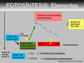 FOTOSÍNTESIS: Elementos Fotofosforilación Dolores Sánchez-Guerrero Nuche Cadena transportadora  de electrones e - LUZ  (1 Fotón) Caída de energía  de los e - H 2 O FOTOSÍNTESIS OXIGÉNICA OTROS FOTOSÍNTESIS ANAOXIGÉNICA 