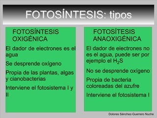 FOTOSÍNTESIS: tipos FOTOSÍNTESIS OXIGÉNICA El dador de electrones es el agua Se desprende oxígeno Propia de las plantas, algas y cianobacterias Interviene el fotosistema I y II   FOTOSÍTESIS ANAOXIGÉNICA El dador de electrones no es el agua, puede ser por ejemplo el  H 2 S No se desprende oxígeno Propia de bacteria coloreadas del azufre Interviene el fotosistema I  Dolores Sánchez-Guerrero Nuche 
