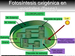 Fotosíntesis oxigénica en vegetales (fases) Dolores Sánchez-Guerrero Nuche Fase oscura  ESTROMA Fase Luminosa  Membrana Tilacodal 