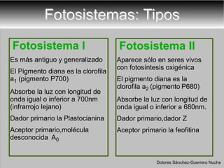 Fotosistemas: Tipos Fotosistema I Es más antiguo y generalizado El Pigmento diana es la clorofila a 1  (pigmento P700) Absorbe la luz con longitud de onda igual o inferior a 700nm (infrarrojo lejano) Dador primario la Plastocianina  Aceptor primario,molécula desconocida  A 0 Fotosistema II Aparece sólo en seres vivos  con fotosíntesis oxigénica El pigmento diana es la clorofila  a 2  (pigmento   P680)  Absorbe la luz con longitud de onda igual o inferior a 680nm.  Dador primario,dador Z A ceptor primario la feofitina Dolores Sánchez-Guerrero Nuche 