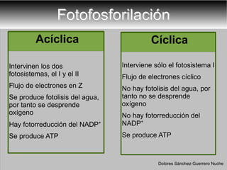 Fotofosforilación Acíclica Intervinen los dos fotosistemas, el I y el II Flujo de electrones en Z Se produce fotolisis del agua, por tanto se desprende oxígeno  Hay fotorreducción del NADP +   Se produce ATP  Cíclica Interviene sólo el fotosistema I Flujo de electrones cíclico   No hay fotolisis del agua, por tanto no se desprende oxígeno No hay fotorreducción del NADP +   Se produce ATP  Dolores Sánchez-Guerrero Nuche 