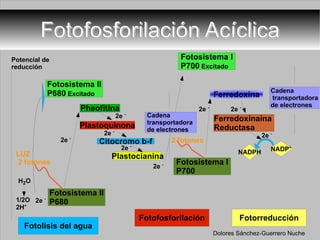 Fotofosforilación Acíclica 2e  - Potencial de reducción 2e  - 2e  - 2e  - 2e  - 2e  - 2e  - 2e  - NADP + NADPH Dolores Sánchez-Guerrero Nuche 1/2O 2H + H 2 O 2e  - Pheofitina Plastoquinona Plastocianina Ferredoxina Cadena transportadora  de electrones Cadena transportadora  de electrones LUZ 2 fotones 2 fotones 