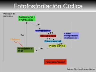 Fotofosforilación Cíclica Potencial de reducción 2  e - 2  e - 2  e - 2  e - 2  e - 2  e - Dolores Sánchez-Guerrero Nuche Plastoquinona Plastocianina Ferredoxina Cadena transportadora  de electrones 2 fotones 