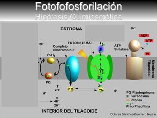 2H + Fotofofosforilación Hipótesis Quimiosmótica Membrana Tilacoidal Complejo citocromo b- f  ESTROMA ATP  Sintetasa H 2 O e  - INTERIOR DEL TILACOIDE H + H + LUZ 2H + Z Pheo PQ a 1 A 0 4H + FOTOSISTEMA II FOTOSISTEMA I fotones F Ferredoxina PQ  Plastoquinona Pheo Pheofitina 2H + 2H + ATP NADP + NADPH Dolores Sánchez-Guerrero Nuche 2 ADP Pi 1/2O 2 2H + 2 2 2 2 PQH 2 2 PC 2 2H + 2H + H + 2 2 