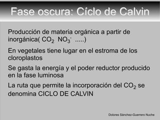 Fase oscura: Cíclo de Calvin Producción de materia orgánica a partir de inorgánica( CO 2   NO 3 -   .....) En vegetales tiene lugar en el estroma de los cloroplastos Se gasta la energía y el poder reductor producido en la fase luminosa La ruta que permite la incorporación del CO 2  se denomina CICLO DE CALVIN  Dolores Sánchez-Guerrero Nuche 