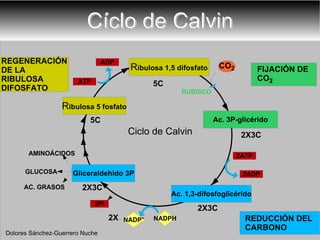Cíclo de Calvin 5C 5C 2X3C RUBISCO 2X Dolores Sánchez-Guerrero Nuche Ciclo de Calvin NADP + NADPH ATP ADP 2ATP 2ADP CO 2 Ac. 1,3-difosfoglicérido 2X3C Gliceraldehido 3P 2X3C AMINOÁCIDOS GLUCOSA AC. GRASOS 2Pi 
