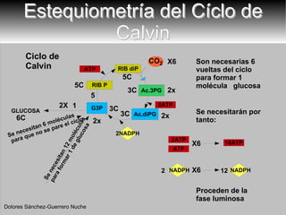 Estequiometría del Cíclo de Calvin GLUCOSA 5C 6C 1 5 X6 Son necesarias 6 vueltas del ciclo para formar 1 molécula  glucosa 2X 2x X6 X6 Ciclo de Calvin Se necesitarán por tanto: 2x 2x 3C 3C 5C 3C Proceden de la fase luminosa Dolores Sánchez-Guerrero Nuche 2NADPH NADPH 2 NADP H 12 