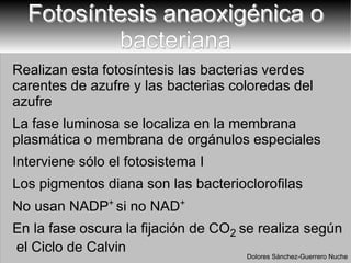 Fotosíntesis anaoxigénica o bacteriana Realizan esta fotosíntesis las bacterias verdes carentes de azufre y las bacterias coloredas del azufre  La fase luminosa se localiza en la membrana plasmática o membrana de orgánulos especiales Interviene sólo el fotosistema I Los pigmentos diana son las bacterioclorofilas No usan NADP +  si no NAD + En la fase oscura la fijación de CO 2  se realiza según  el Ciclo de Calvin Dolores Sánchez-Guerrero Nuche 