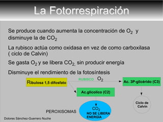 La Fotorrespiración Se produce cuando aumenta la concentración de O 2   y disminuye la de  CO 2  La rubisco actúa como oxidasa en vez de como carboxilasa ( ciclo de Calvin) Se gasta O 2  y se libera CO 2,  sin producir energía Disminuye el rendimiento de la fotosíntesis RUBISCO O 2 PEROXISOMAS NO SE LIBERA ENERGÍA CO 2 Dolores Sánchez-Guerrero Nuche Ciclo de Calvin 