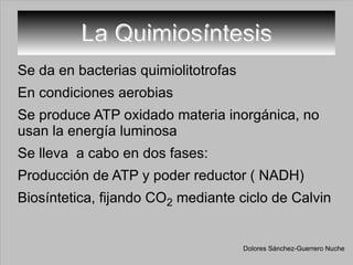 La Quimiosíntesis Se da en bacterias quimiolitotrofas En condiciones aerobias Se produce ATP oxidado materia inorgánica, no usan la energía luminosa Se lleva  a cabo en dos fases: Producción de ATP y poder reductor ( NADH) Biosíntetica, fijando CO 2  mediante ciclo de Calvin Dolores Sánchez-Guerrero Nuche 