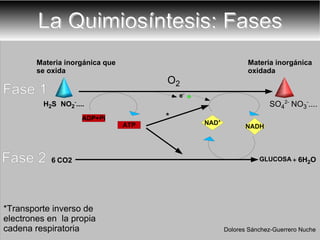 La Quimiosíntesis: Fases O 2 GLUCOSA + 6H 2 O *Transporte inverso de electrones en  la propia  cadena respiratoria Materia inorgánica que se oxida Materia inorgánica oxidada Fase 1 Fase 2 Dolores Sánchez-Guerrero Nuche ATP ADP+Pi NAD + NADH CO2 6 H 2 S   NO 2 - .... SO 4 2-  NO 3 - .... * e - 