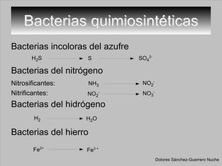 Bacterias quimiosintéticas Bacterias incoloras del azufre  Bacterias del nitrógeno  Nitrosificantes: Nitrificantes:  Bacterias del hidrógeno Bacterias del hierro Dolores Sánchez-Guerrero Nuche H 2 S S SO 4 2- NO 2 - NO 3 - NH 3 NO 2 - H 2 H 2 O Fe 2+ Fe 3 + 