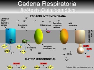 Cadena Respiratoria Hipótesis Quimiosmótica Cresta mitocondrial Complejo  NADH deshidro genasa Complejo citocromo b-c 1   Complejo citocromo oxidasa  ESPACIO INTERMEMBRANA ATP  Sintetasa Citocromo c Coenzima Q 2H + 2H + 2H + 2H + 1/2O 2 H 2 O 2H + e  - MATRIZ MITOCONDRIAL 2H + H + H + H + H + H + H + H + FADH 2 NAD + NADH FAD ATP Dolores Sánchez-Guerrero Nuche ADP Pi NAD + NADH 3 ATP FAD FADH 2 2 ATP Coenzima QH 2 