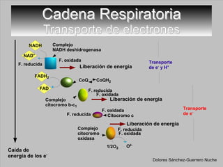 2H + Cadena Respiratoria Transporte de electrones Complejo  NADH deshidrogenasa CoQ Complejo citocromo b-c 1   Complejo citocromo oxidasa  Citocromo c 1/2O 2 O 2- F. reducida F. oxidada F. oxidada F. reducida F. reducida F. reducida F. oxidada F. oxidada CoQH 2 2H + NAD + NADH FAD FADH 2 Dolores Sánchez-Guerrero Nuche Caída de energía de los e - Liberación de energía Liberación de energía Liberación de energía Transporte de e -  y H + Transporte de e - 