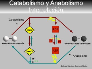 + H + Molécula que se oxida Moléculas que se reducen  H + Catabolismo y Anabolismo Interrelación Anabolismo Catabolismo Coenz Dolores Sánchez-Guerrero Nuche e - e - CoenzH 