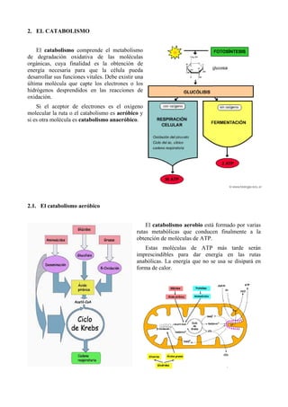 2. EL CATABOLISMO


    El catabolismo comprende el metabolismo
de degradación oxidativa de las moléculas
orgánicas, cuya finalidad es la obtención de
energía necesaria para que la célula pueda
desarrollar sus funciones vitales. Debe existir una
última molécula que capte los electrones o los
hidrógenos desprendidos en las reacciones de
oxidación.
    Si el aceptor de electrones es el oxígeno
molecular la ruta o el catabolismo es aeróbico y
si es otra molécula es catabolismo anaeróbico.




2.1. El catabolismo aeróbico


                                                    El catabolismo aerobio está formado por varias
                                                rutas metabólicas que conducen finalmente a la
                                                obtención de moléculas de ATP.
                                                   Estas moléculas de ATP más tarde serán
                                                imprescindibles para dar energía en las rutas
                                                anabólicas. La energía que no se usa se disipará en
                                                forma de calor.
 