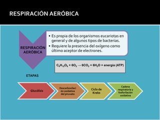 Estructura de la Membrana celular: Modelo del MOSAICO FLUIDO




                          • Es propia de los organismos eucariotas en
                            general y de algunos tipos de bacterias.
              RESPIRACIÓN • Requiere la presencia del oxígeno como
               AERÓBICA     último aceptor de electrones.


                                           C6H12O6 + 6O2 → 6CO2 + 6H2O + energía (ATP)


                   ETAPAS


                                                                                      Cadena
                                             Descarboxilaci
                      Glucólisis                                 Ciclo de         respiratoria y
                                              ón oxidativa
                                                                  Krebs            fosforilación
                                              del piruvato
                                                                                     oxidativa
 