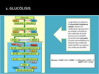 Estructura de la Membrana celular: Modelo del MOSAICO FLUIDO




                                                                                      La glucólisis se realiza en
                                                                                      el citosol del citoplasma
                                                                                      celular, donde una
                                                                                      molécula de glucosa (6 C)
                                                                                      es oxidada y dividida en
                                                                                      dos moléculas de ácido
                                                                                      pirúvico (3 C), también
                                                                                      conocido como piruvato.
                                                                                      En esta ruta metabólica se
                                                                                      obtienen dos moléculas
                                                                                      netas de ATP y se reducen
                                                                                      dos moléculas de NAD+.




                                                               Glucosa + 2 ADP + 2 PI + 2 NAD+ ---> 2 Piruvato + 2 ATP + 2
                                                                                                     NADH + 2 H+ + 2 H2O
 