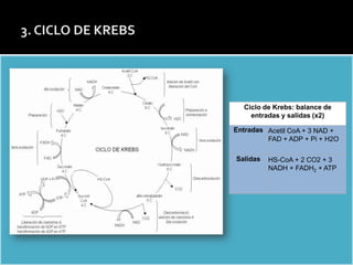 Estructura de la Membrana celular: Modelo del MOSAICO FLUIDO




                                                                 Ciclo de Krebs: balance de
                                                                   entradas y salidas (x2)

                                                               Entradas Acetil CoA + 3 NAD +
                                                                        FAD + ADP + Pi + H2O

                                                               Salidas   HS-CoA + 2 CO2 + 3
                                                                         NADH + FADH2 + ATP
 