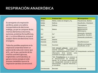 Estructura de la Membrana celular: Modelo del MOSAICO FLUIDO




                                                   Aceptor         Producto final                             Microorganismo
                                                   Nitrato         Nitritos, óxidos de nitrógeno y N2         Pseudomonas, Bacillus
      Es semejante a la respiración                Sulfato         Sulfuros                                   Desulfovibrio, Clostriduim
      aeróbica, posee una cadena                   Azufre          Sulfuros                                   Thermoplasma
      transportadora de electrones                                                                            Methanococcus,
      análoga, ya que se compone de los            CO2             Metano                                     Methanosarcina,
                                                                                                              Methanopyrus
      mismos elementos (citocromo,
                                                                                                              Shewanella, Geobacter,
      quinonas, proteínas ferrosulfúricas,         Fe3+            Fe2+
                                                                                                              geospirillium, Geovibrio
      etc.). La única diferencia, es que el        Mn4+            Mn2+                                       Shewanella putrefaciens
      aceptor último de electrones no es           Selenato        Selenito
      el oxígeno.                                  Arsenato        Arsenito                                   Desulfotomaculum
                                                                                                              Wilinella succinogenes,
      Todos los posibles aceptores en la           Fumarato        Succinato
                                                                                                              Desulfovibrio, E.coli
      respiración anaerobia tienen un                              DMS (Dimetil sulfóxido , usado como
      potencial de reducción menor que                             solvente industrial , criopreservante y
                                                   DMSO            como medicamento(reduce el dolor y la Campylobacter, escherichia
      el O2, por lo que, partiendo de los                          inflamación). Sirve también como
      mismos sustratos (glucosa,                                   acarreador de drogas o venenos)
      triglicéridos o aminoácidos), se                             TMA (Trimetilamina es un producto de
      genera menos energía en este                                 la descomposición de animales y
                                                                   plantas. Es la principal responsable del
      proceso metabólico que en la                 TMAO
                                                                   olor desagradable asociado al pescado
      respiración aerobia convencional.                            descompuesto, a algunas infecciones, y
                                                                   al mal aliento.

                                                   Clorobenzoato   Benzoato                                   Desulfomonile
 