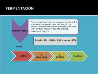Estructura de la Membrana celular: Modelo del MOSAICO FLUIDO




                           • Proceso anaeróbico y en él no interviene la mitocondria
                             ni la cadena transportadora de electrones. Es un
                             proceso catabólico de oxidación incompleta, que tiene
                             como producto final un compuesto orgánico.
              FERMENTACIÓN • Produce 2 ATPs y CO2



                                           C6H12O6 + 6O2 → 6CO2 + 6H2O + energía (ATP)


                   TIPOS



                     F. ACÉTICA                  F.                 F.
                                                                                  F. LÁCTICA
                                             ALCOHÓLICA          BUTÍRICA
 