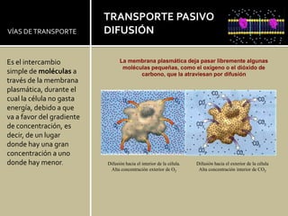 TRANSPORTE PASIVO
VÍAS DE TRANSPORTE         DIFUSIÓN

Es el intercambio                La membrana plasmática deja pasar libremente algunas
                                  moléculas pequeñas, como el oxígeno o el dióxido de
simple de moléculas a                   carbono, que la atraviesan por difusión
través de la membrana
plasmática, durante el
cual la célula no gasta
energía, debido a que
va a favor del gradiente
de concentración, es
decir, de un lugar
donde hay una gran
concentración a uno
donde hay menor.           Difusión hacia el interior de la célula.   Difusión hacia el exterior de la célula
                            Alta concentración exterior de O2          Alta concentración interior de CO2
 