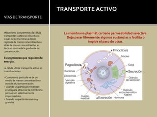 TRANSPORTE ACTIVO
VÍAS DE TRANSPORTE


Mecanismo que permite a la célula          La membrana plasmática tiene permeabilidad selectiva.
transportar sustancias disueltas a
través de su membrana desde                  Deja pasar libremente algunas sustancias y facilita o
regiones de menor concentración a                           impide el paso de otras.
otras de mayor concentración, es
decir en contra de la gradiente de
concentración.

Es un proceso que requiere de
energía.

La célula utiliza transporte activo en
tres situaciones:

Cuando una partícula va de un
 medio de menor concentración a
 otro de alta concentración.
 Cuando las partículas necesitan
 ayuda para atravesar la membrana
 porque son selectivamente
 impermeables.
 Cuando las partículas son muy
 grandes.
 