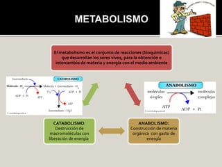 El metabolismo es el conjunto de reacciones (bioquímicas)
      que desarrollan los seres vivos, para la obtención e
   intercambio de materia y energía con el medio ambiente




   CATABOLISMO:                            ANABOLISMO:
    Destrucción de                     Construcción de materia
 macromoléculas con                     orgánica con gasto de
liberación de energía.                         energía
 