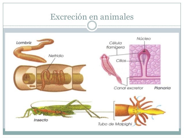 Y comprender que a ti las lombrices